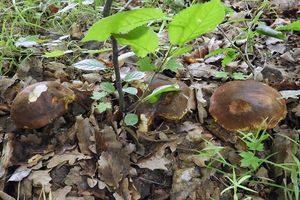 Klikni pro velký obrázek