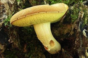 Klikni pro velký obrázek