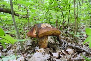 Klikni pro velký obrázek