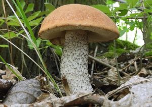 Klikni pro velký obrázek