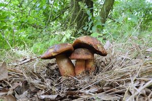 Klikni pro velký obrázek