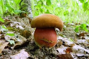 Klikni pro velký obrázek