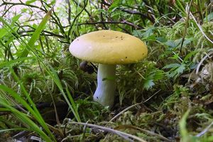 Klikni pro velký obrázek