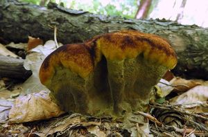 Klikni pro velký obrázek