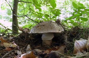 Klikni pro velký obrázek