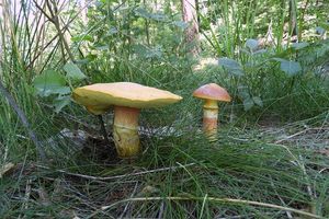 Klikni pro velký obrázek