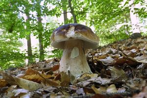 Klikni pro velký obrázek