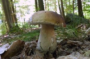 Klikni pro velký obrázek