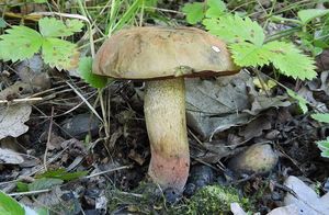 Klikni pro velký obrázek