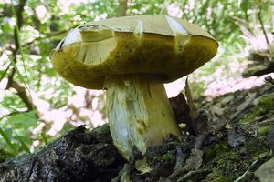 Klikni pro velký obrázek