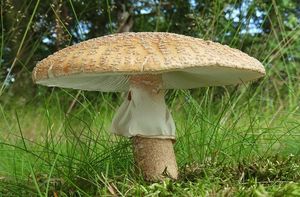 Muchomůrka růžovka - Amanita rubescens Pers. 1797