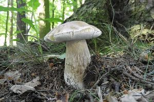 Klikni pro velký obrázek