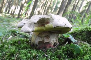 Klikni pro velký obrázek