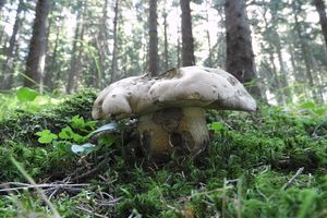 Klikni pro velký obrázek