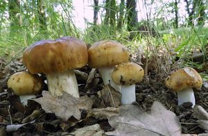 Holubinka smrdutá - Russula foetens Pers. 1796