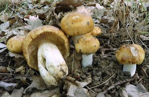 Holubinka smrdutá - Russula foetens Pers. 1796