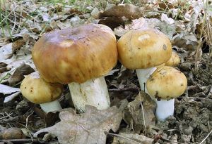 Holubinka smrdutá - Russula foetens Pers. 1796