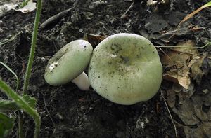 Holubinka trávozelená - Russula aeruginea Lindbl.in Fr.