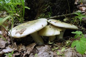 Holubinka trávozelená - Russula aeruginea Lindbl.in Fr.