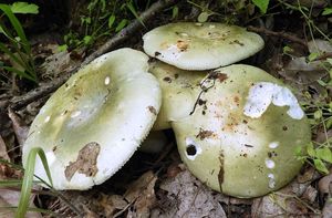 Holubinka trávozelená - Russula aeruginea Lindbl.in Fr.