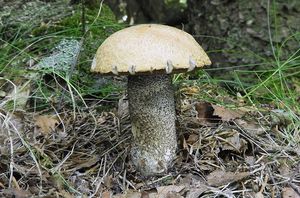 Klikni pro velký obrázek