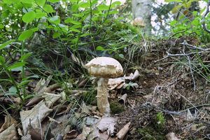 Klikni pro velký obrázek