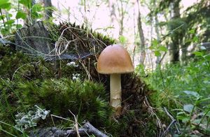 Klikni pro velký obrázek