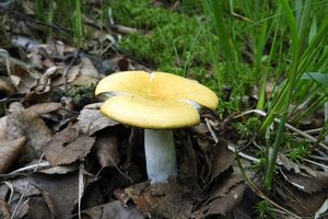 Klikni pro velký obrázek