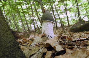 Klikni pro velký obrázek