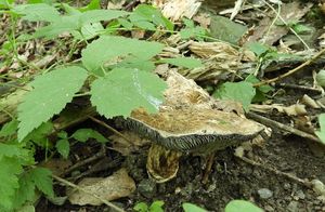 Klikni pro velký obrázek