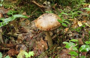 Klikni pro velký obrázek