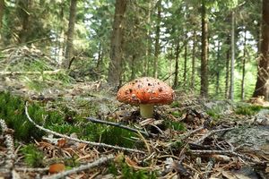 Klikni pro velký obrázek