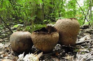 Pýchavka dlabaná - Lycoperdon utriforme Bull. 1791