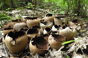Pýchavka dlabaná - Lycoperdon utriforme Bull. 1791