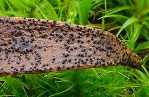 Sphaeropsis visci - Sphaeropsis visci