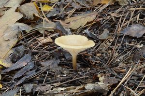 Strmělka vonná - Clitocybe fragrans (With.) P. Kumm. 1871