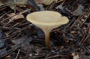 Strmělka vonná - Clitocybe fragrans (With.) P. Kumm. 1871