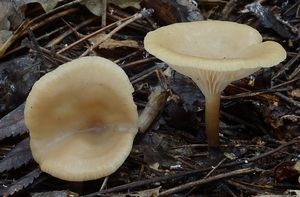 Strmělka vonná - Clitocybe fragrans (With.) P. Kumm. 1871