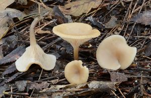 Strmělka vonná - Clitocybe fragrans (With.) P. Kumm. 1871