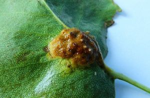 Rez hrušňová - Gymnosporangium sabinae (Dicks.) G. Winter 1884