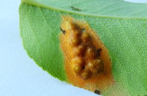 Rez hrušňová - Gymnosporangium sabinae (Dicks.) G. Winter 1884