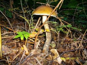 Klikni pro velký obrázek