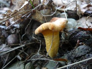 Liška obecná - Cantharellus cibarius Fr. 1821