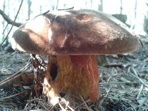 Klikni pro velký obrázek