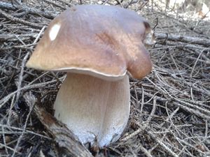 Klikni pro velký obrázek