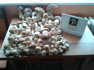 Klikni pro velký obrázek