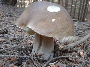 Klikni pro velký obrázek