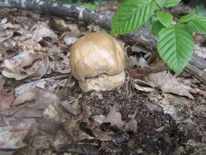 Klikni pro velký obrázek