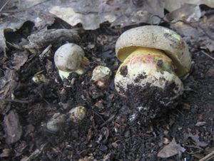 Klikni pro velký obrázek