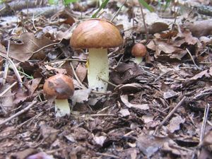 Klikni pro velký obrázek